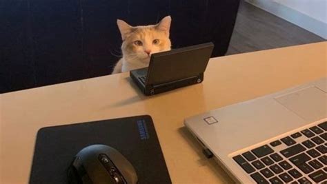 Create meme "cats, cat with laptop, seals" - Pictures - Meme-arsenal.com