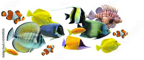 "group of fishes" Stock photo and royalty-free images on Fotolia.com ...