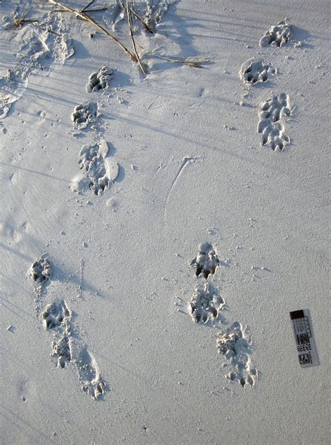 otter tracks | Life Traces of the Georgia Coast