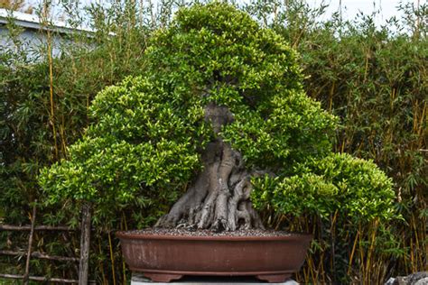 Chinese Banyan - *Wigert's Specimen Tree* - Wigert's Bonsai