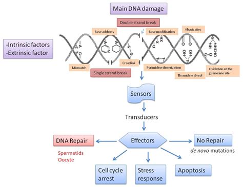 IJMS | Free Full-Text | Types, Causes, Detection and Repair of DNA ...