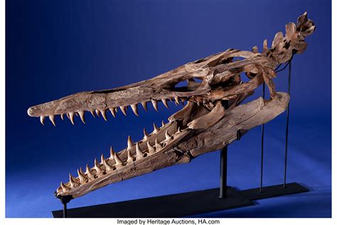 FINE AMERICAN MOSASAUR SKULL. ... Fossils Amphibians & Reptiles | Lot #49286 | Heritage Auctions