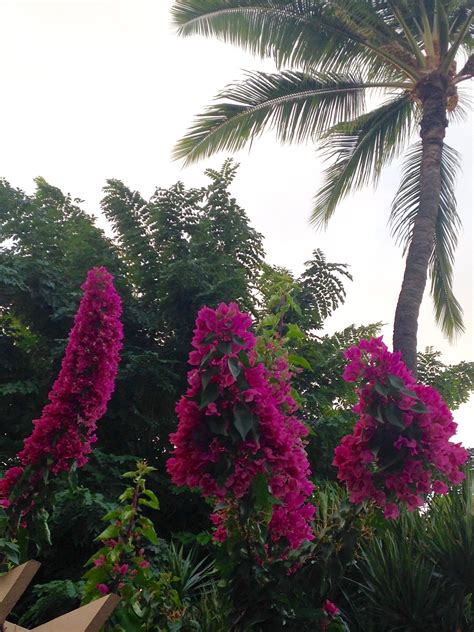 Cone shaped flowers of Hawaii