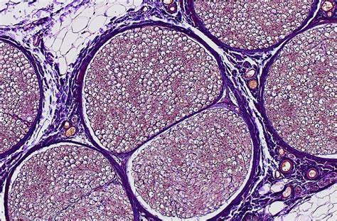 Axon histology - what do we know about the myelin sheath?