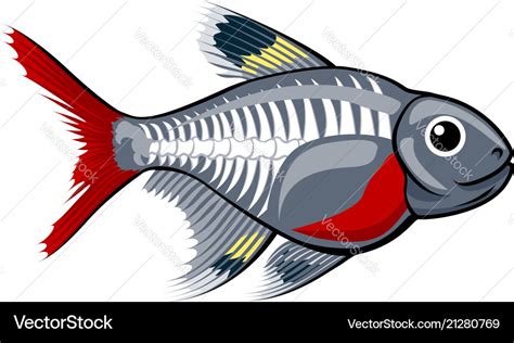 X-ray tetra cartoon fish Royalty Free Vector Image