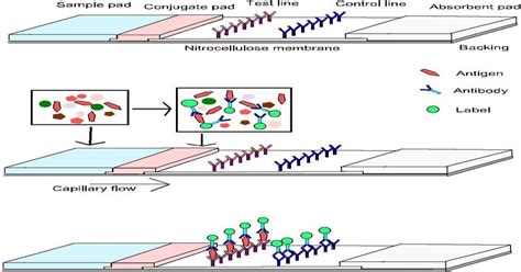 the principle of lateral flow strip presented with sandwich assay ...