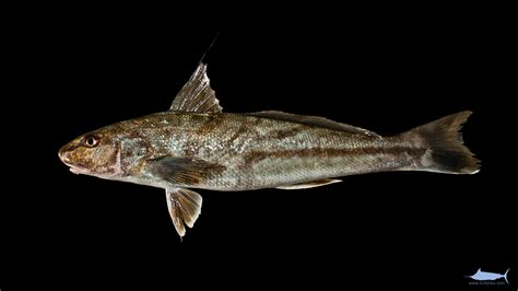 Sea Mullet of North Carolina » NCFishes.com