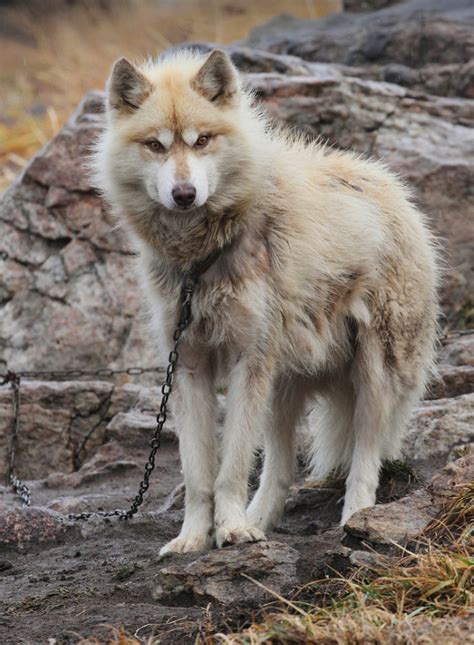 Greenland Dog - Temperament, Lifespan, Shedding, Puppy