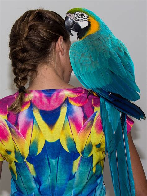 Can You Have A Macaw As A Pet - PetsWall