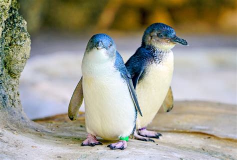 Extinct Penguin Species