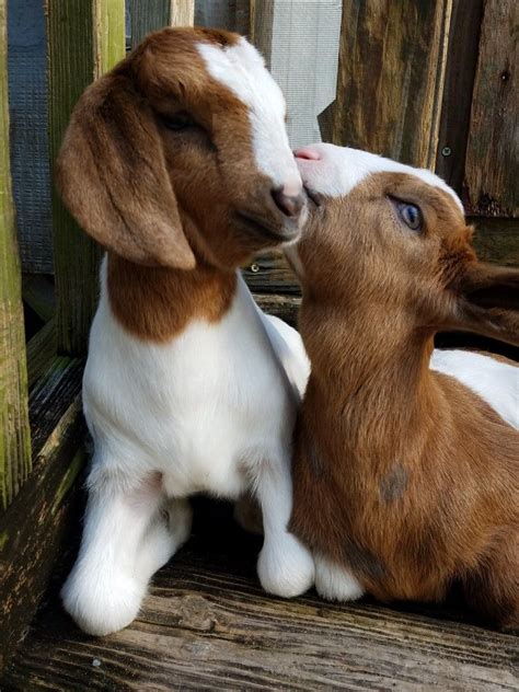 Baby Boer goats | Cute goats, Cute animals, Boer goats