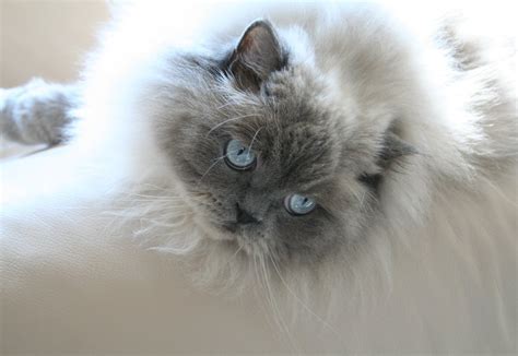 Image sélectionnée chat himalayen blue point 185273-Chat himalayan blue point lynx