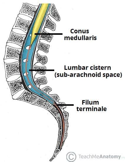 The Spinal Cord - Meninges - Vasculature - TeachMeAnatomy