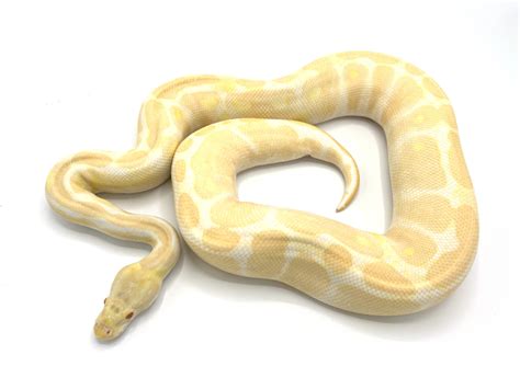 Albino Breeder | Royal Constrictor Designs