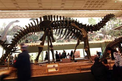 See Peabody dinosaurs before year-end; museum closing for 3 years in ...