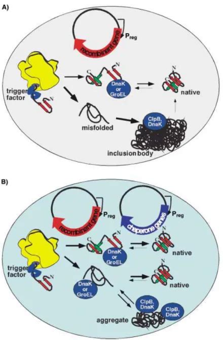 Recombinant Protein Expression - Literature Review