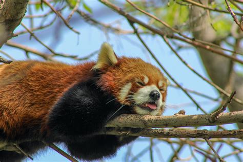 Red Panda Sleeping on Tree Branch · Free Stock Photo