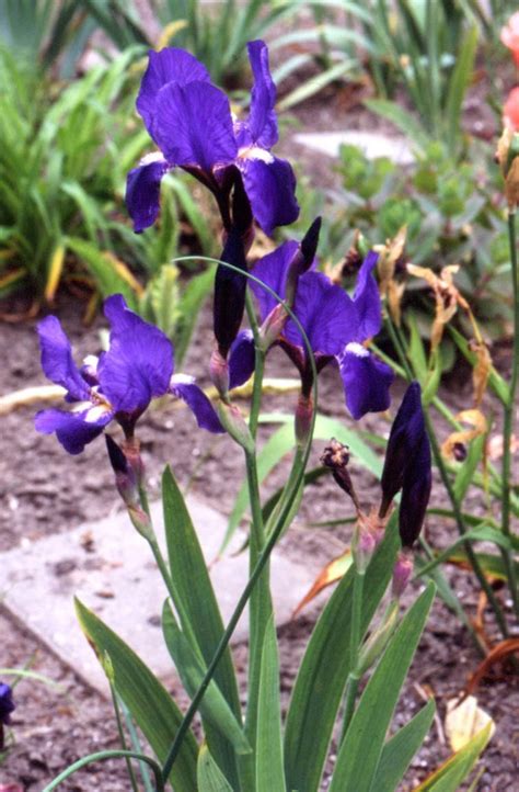 Iris Croatica | Beautiful Flowers for Your Garden