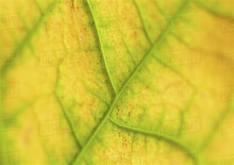 Leaf veins, extreme close-up - Stock Photo - Dissolve