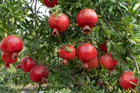 how to grow a pomegranate tree from seed - Nickole Macklin