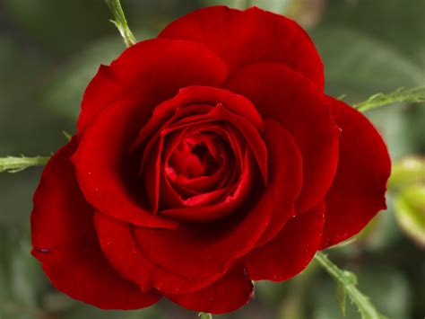 Flower Wallpapers | Flower Pictures | Red Rose | Flowers Gifts: Beautiful Red Roses Flowers Pictures