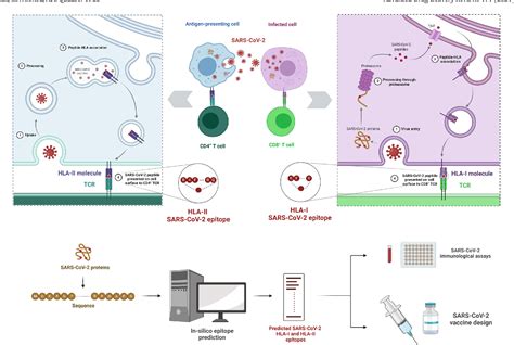 Figure 1 from In silico T cell epitope identification for SARS-CoV-2: Progress and perspectives ...