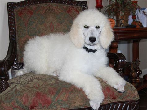 Cooper - White Standard Poodle Puppy - Renowned Poodles