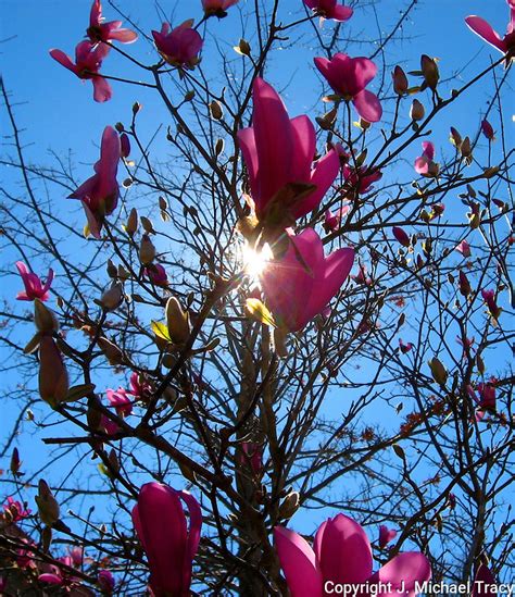 Pink Stone Mt. Georgia Spring Tulip Tree blossoms | J. Michael Tracy Photography and PhotoArt