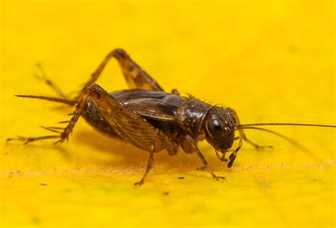 Cuban Ground Cricket | Songs of Insects