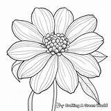 Zinnia Coloring Pages  Free & Printable sketch template