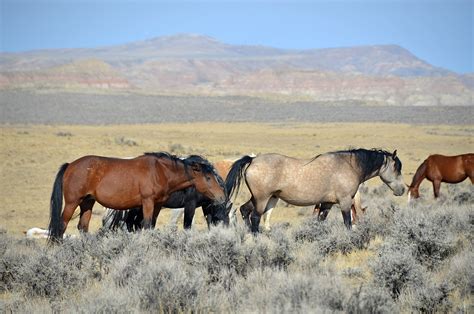 Wyoming moves to ban EVs?