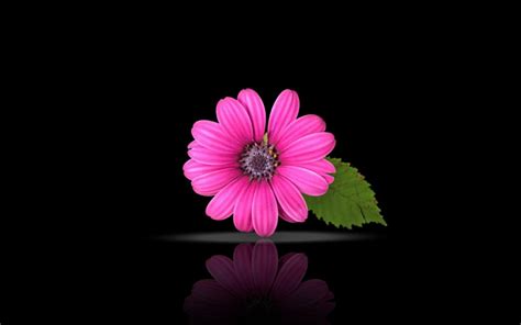 Pink And Black Flower Wallpapers - Wallpaper Cave