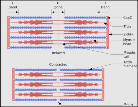 Sarcomere Bands