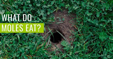 What Do Moles Eat? - [Complete with Removal method] | Pest Resources