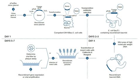 Insect Cell–Based Protein Expression — Protein Expression Handbook ...