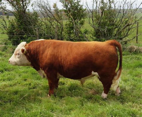 A Mini Hereford Bull | Miniature cows, Miniature cow breeds, Cow