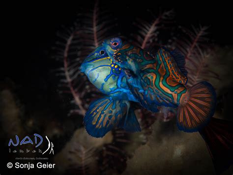 Mating Mandarin Fish – NAD-Lembeh Resort