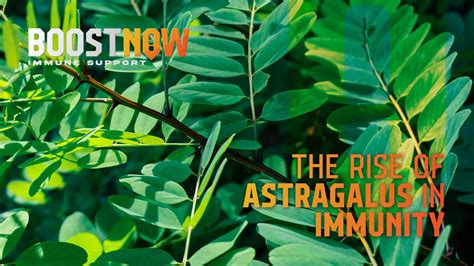 From Ancient Roots to Modern Wellness: The Rise of Astragalus in ...