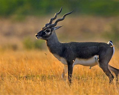 Blackbuck Antelope Wallpaper |Free HD Downloads