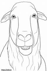 Boer Goat Face coloring Page sketch template