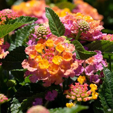 Lantana — Green Acres Nursery & Supply