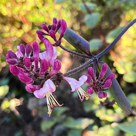 Glen Canyon Park (1/30/2022) – The Afternoon Naturalist