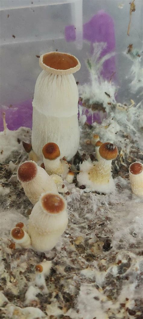 Blobs on slant - Mushroom Cultivation - Shroomery Message Board