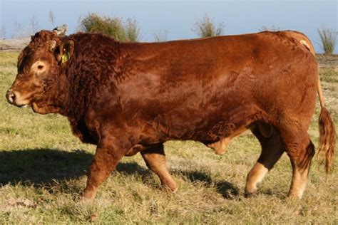 Limousin Cattle, South Africa