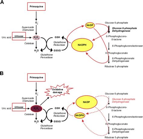 Glucose-6-Phosphate Dehydrogenase Deficiency | Oncohema Key