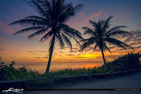 Palm Tree Sunrise at Beach Jupiter Island Florida