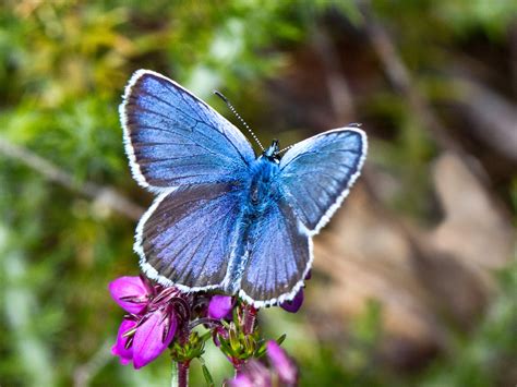 Martin's Sussex Birding Blog: Silver-studded Blue