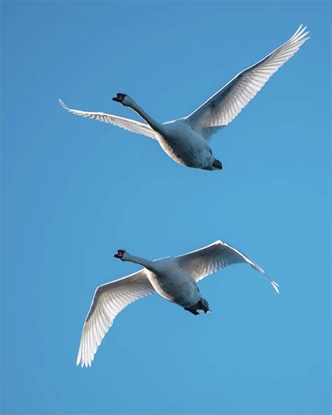 Mute Swans in Flight Photograph by Ken Stampfer | Fine Art America