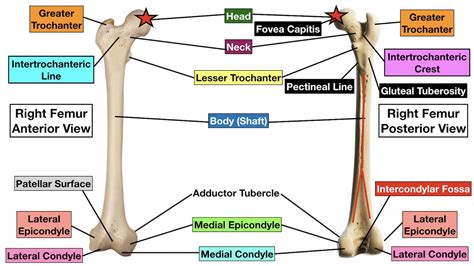 Nerve And Fovea Of Femur