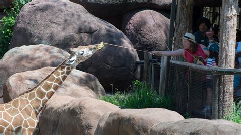 Saint Louis Zoo offers giraffe-feeding experience | ksdk.com